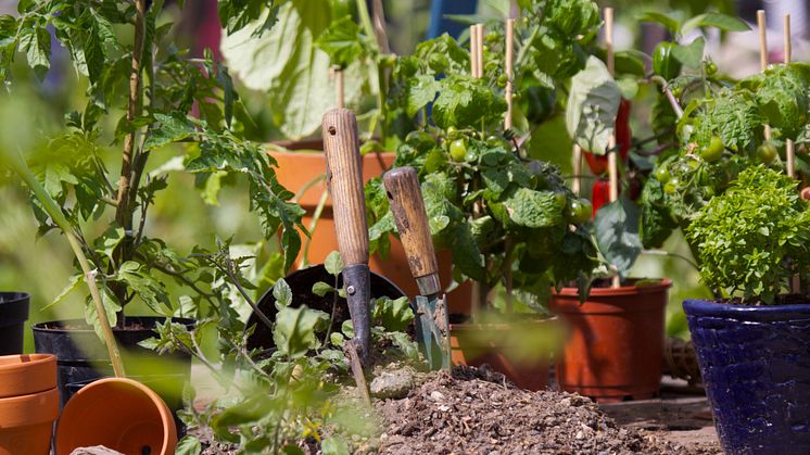Urban gardening odla