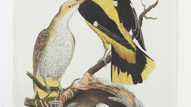  Svensk ornithologie av Anders Sparrman