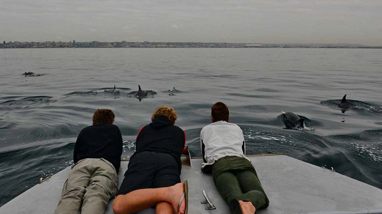 Dolphin watching Raggy Charters