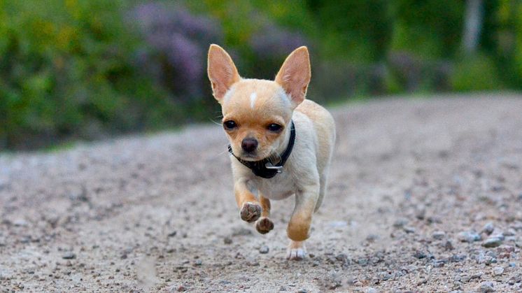 Chihuahua på skogsväg. Foto: Sandra Karlsson