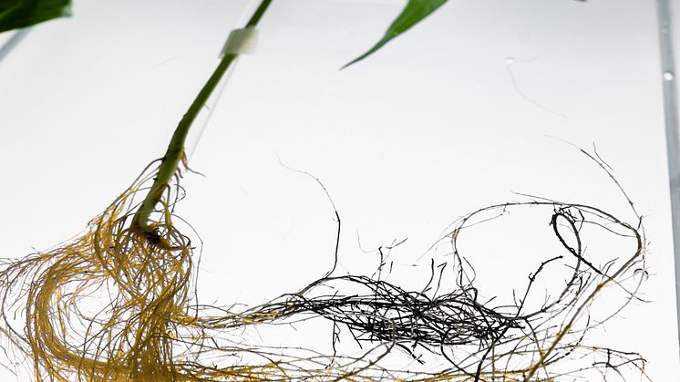 Biohybrid-plant-with-electronic-roots-LOE-2021-10.jpg