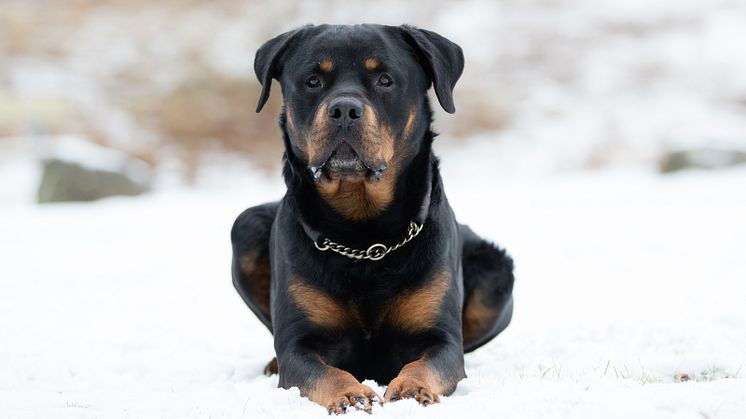 Sköt om tassarna på hunden! 