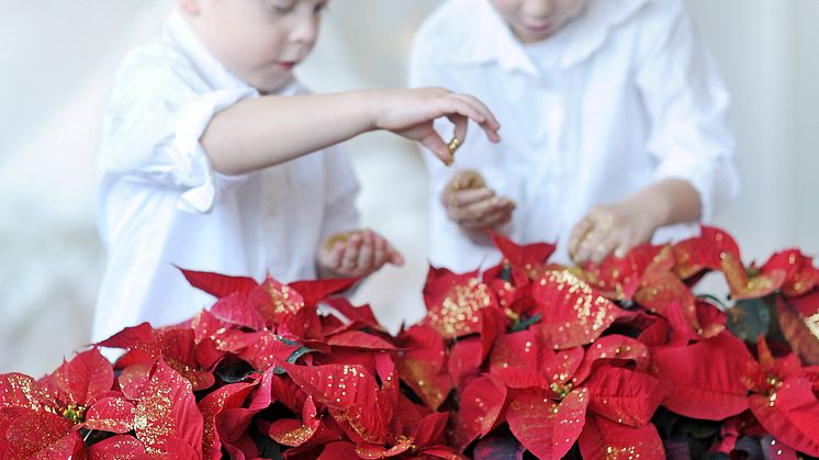 Julstjärnans dag 12/12-2012