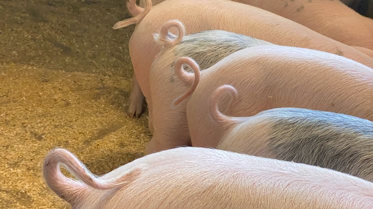Stora produktionsförbättringar i svensk grisproduktion