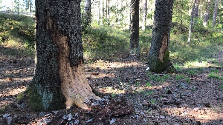 Misstänkt angrepp av granbarkborre.