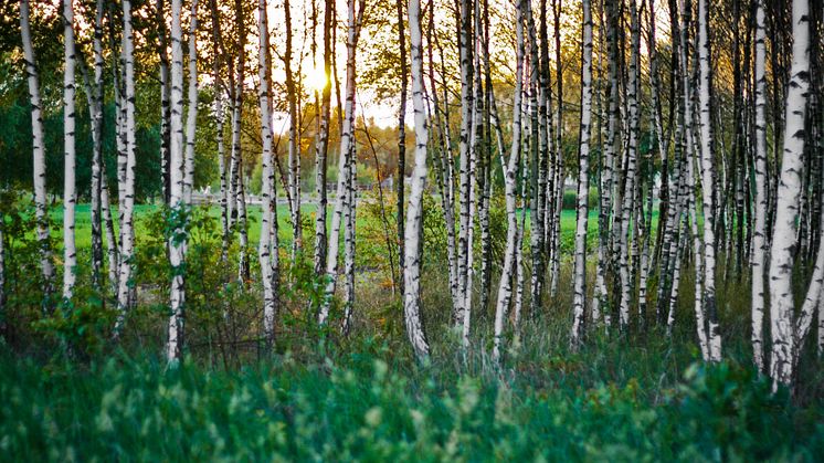 Pollen har avancerat uppåt i landet – försäljning av pollenläkemedel har ökat med 859 % i norra Sverige. 