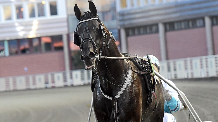 Sorbet har kvalat in till Elitloppet. Foto: TR Bild