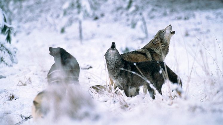 Enligt den senaste inventeringen finns ingen genetiskt viktig varg i reviret Ripelången, där licensjakten får ske. Bilden är en arkivbild. Foto: Magnus Elander, Scandinav.