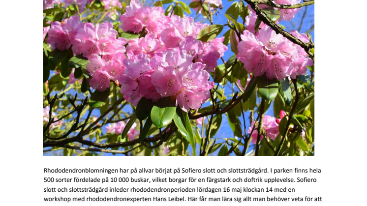 Nu blommar rhododendronen på Sofiero 
