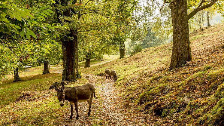 Kastanienweg im Malcantone (c) Schweiz Tourismus, Jan Geerk