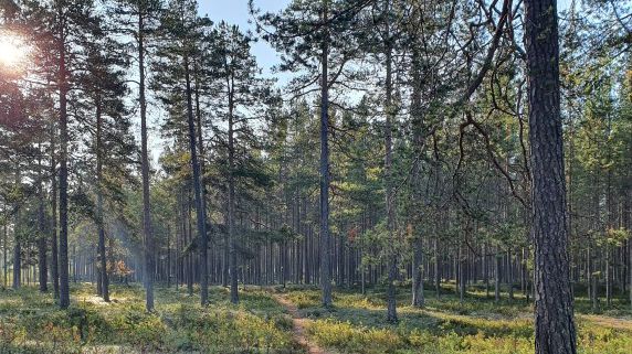 Skogsvårdsåtgärder