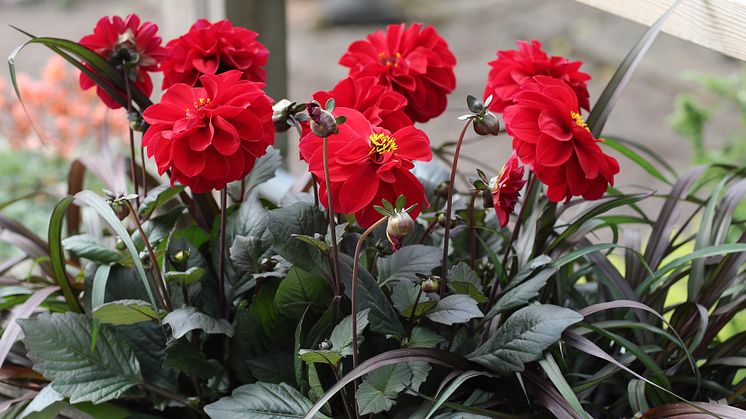 Dahlia Dreamy