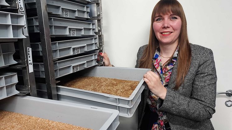 Mjölmasken är på framfart och på Tebrito i Orsa satsar man för fullt för att kunna möta marknadens efterfrågan. Man har nyligen anställt fransyskan Justine Rougé som arbetar som insektsforskare.