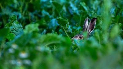 Tålmodig naturfotograf påskutställare i Sjöbo konsthall