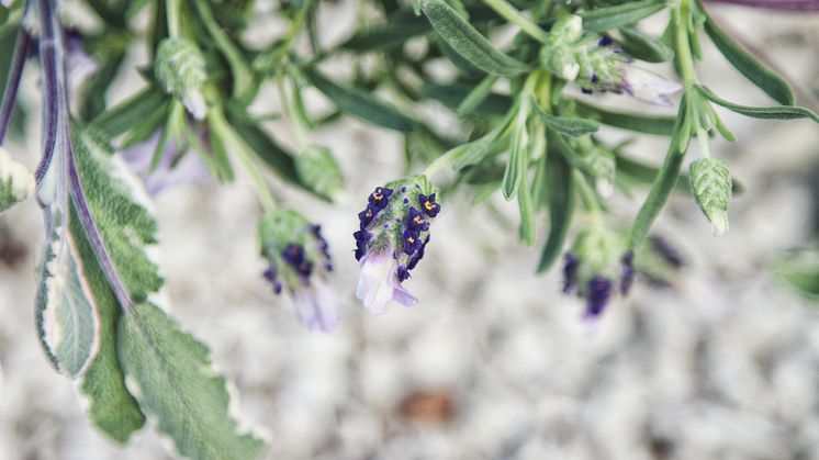 Fjärilslavendel och kryddsalvia, brokbladig, 