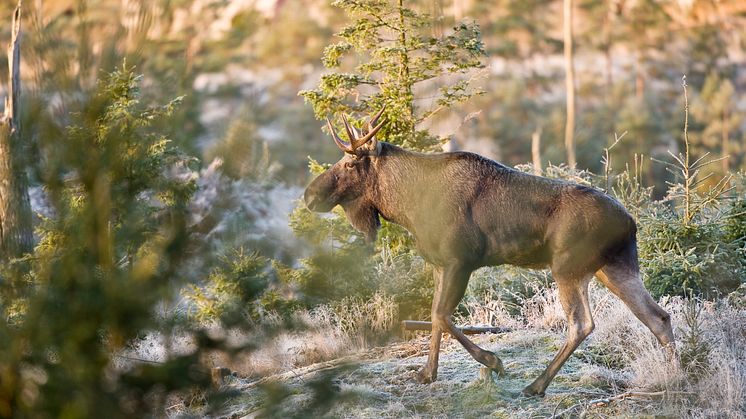 I årets jakt får det fällas drygt fem tusen älgar i Västra Götalands län. Foto: Gert Olsson.