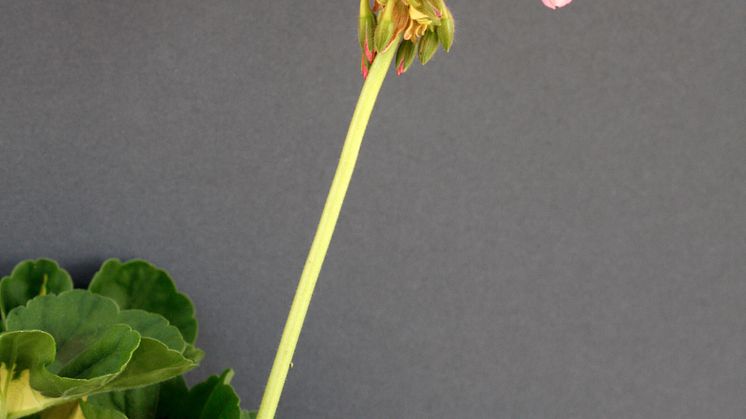 Årets Pelargon 2009 - Pelargonium ’Pink Happy Thought’