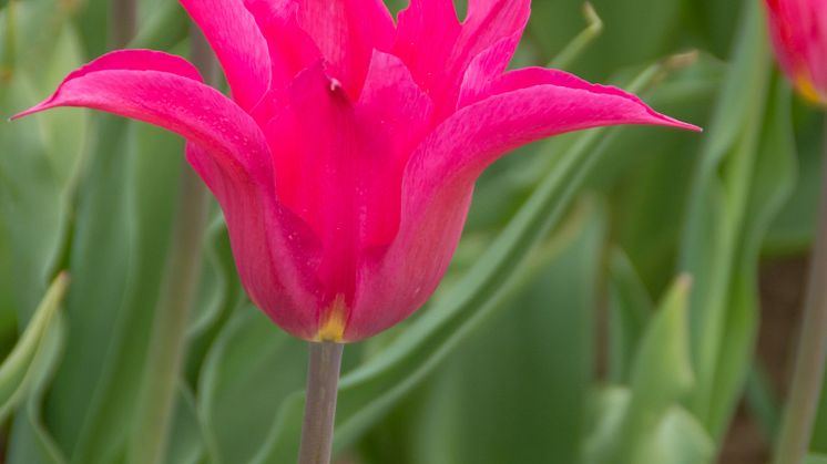 Tulipa Oriental Pearl
