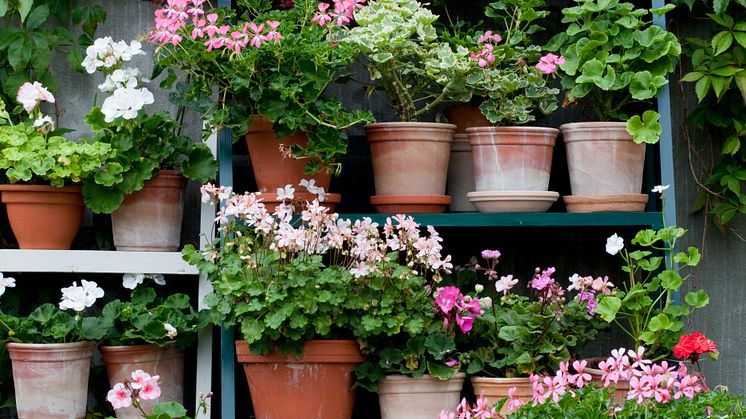  Pelargonernas 10 i topplista