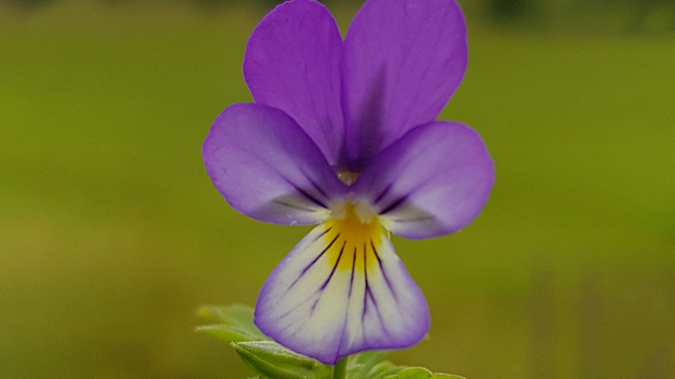 25_Styvmorsviol_Ingemar-_Gustafsson