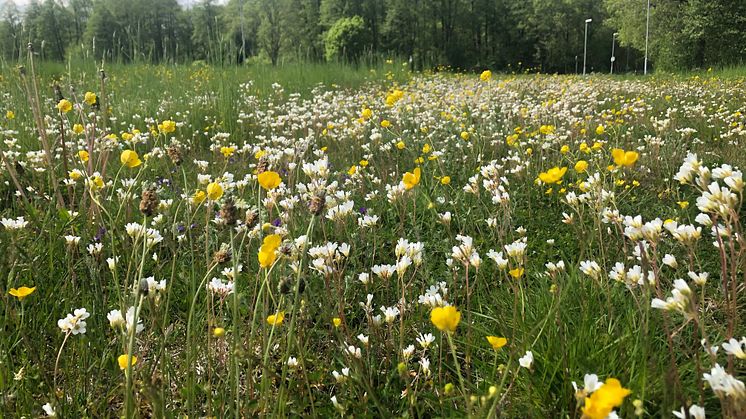 Blommande gräsmattor