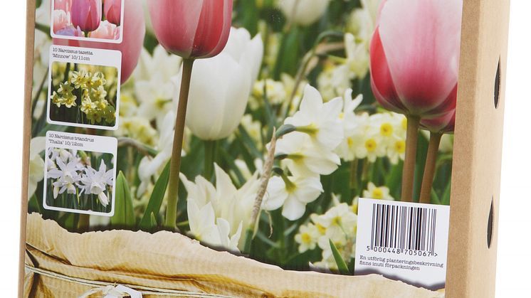 Blomsterlök vårblommande