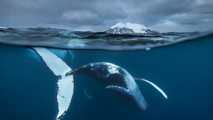 Arctic showtime - Audun Rikardsen