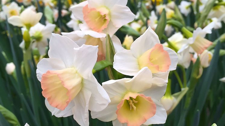 NarcissusCosmopolitan-deRee