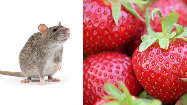 När en råtta känner lukter aktiveras hjärnan på samma sätt som hos människan. Forskning som kan göra det lättare att utveckla mediciner mot demenssjukdomar. Foto: Mostphotos