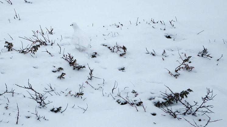 Kuva: työryhmä