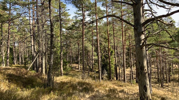 Kroppefjälls norra våtmarker (tallskog)