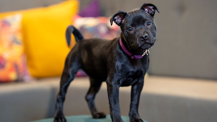 Staffordshire bullterriervalpen Alice fem månader Foto Måns Engelbrektsson.jpg