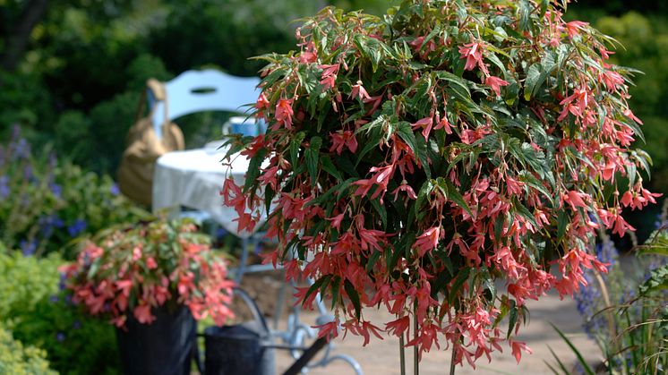 Begonia boliviensis Summerwings Boliviabegonia 