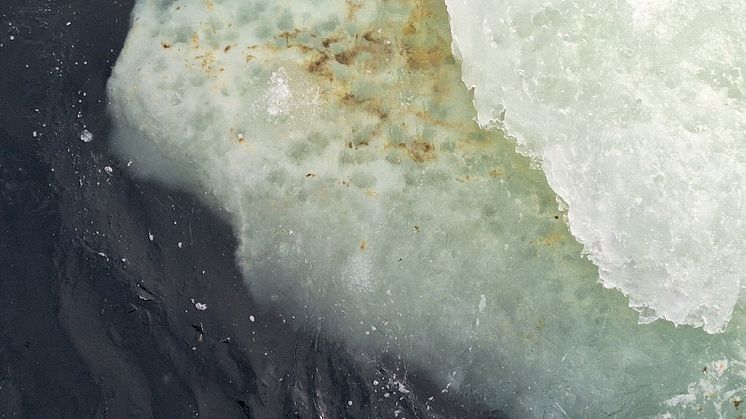 Algae associated with sea ice.jpg