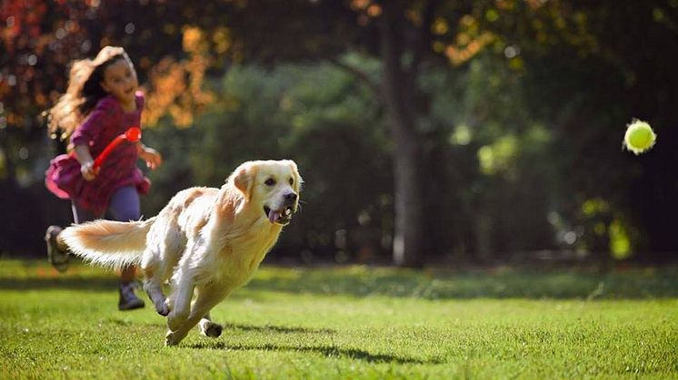 Friskies Doggy Run - koko perheen koirajuoksutapahtuma 26.9. Helsingissä