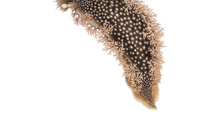 Klyvfransläpp_Tritonia hombergii_Nationalnyckeln.