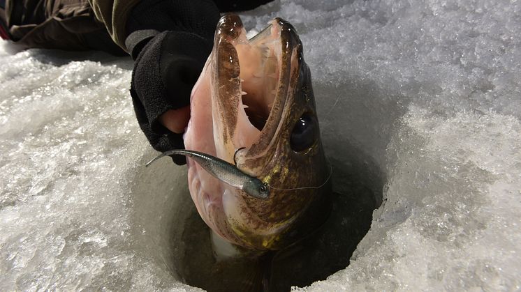 High res image - Raymarine - Ice Fishing Lifestyle
