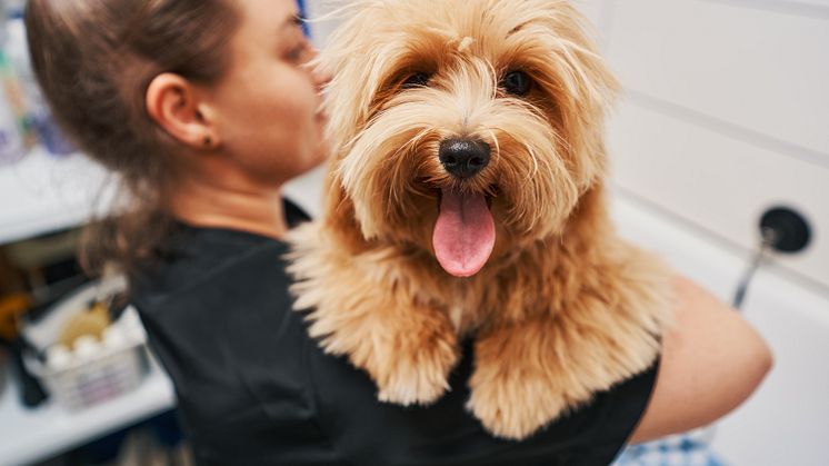 Elev_med_hund.jpg