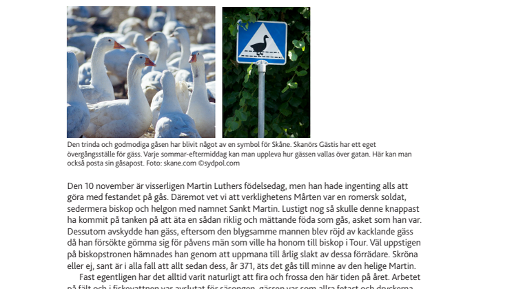 Mårten Gås i Skåne