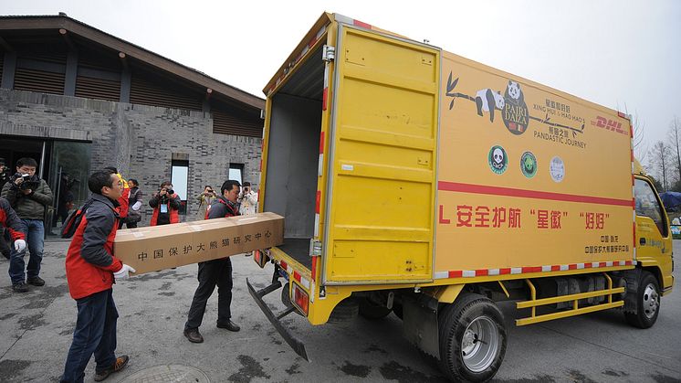 DHL Express transport af pandaer
