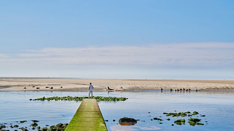 Borkum_Seehundbank_in_der_Nordsee