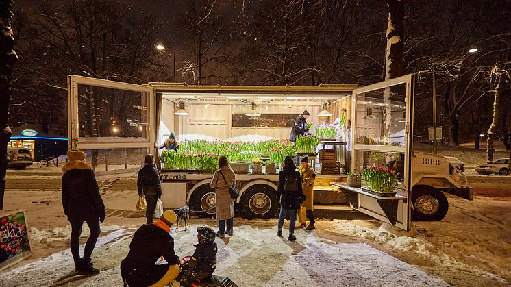 Tulpanglädje utomhus med Blomsterfrämjandets mobila tulpanväxthus