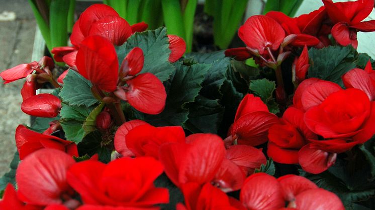 Storblommig Begonia - en av de sju som ger en fröjdefull jul