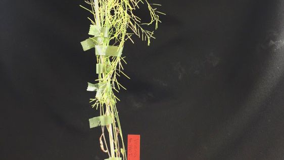 GMO-beslut från Jordbruksverket ger växtförädlare hopp
