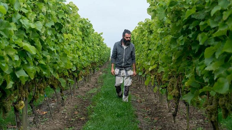 Skördetid för svenskt vin
