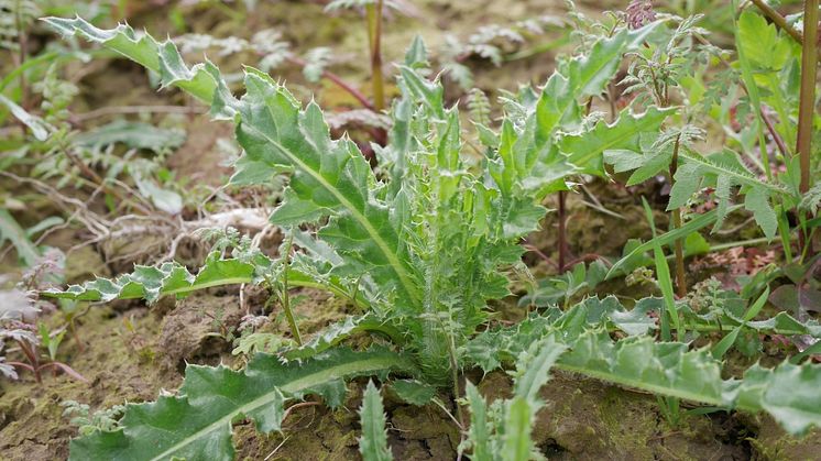 08_Creeping thistle_Cirsium_arvense_Neudorff.jpg