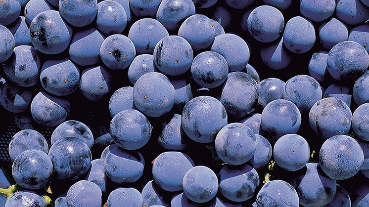 Hipp hipp hurra för internationella Merlot-dagen