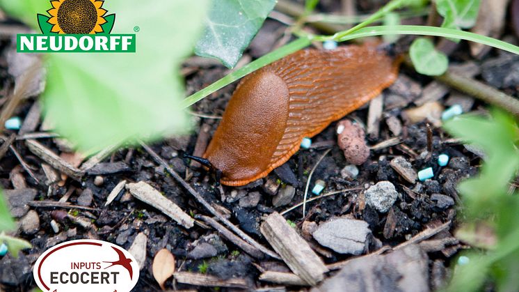Lär dig bekämpa sniglar och ogräs med naturens råvaror!