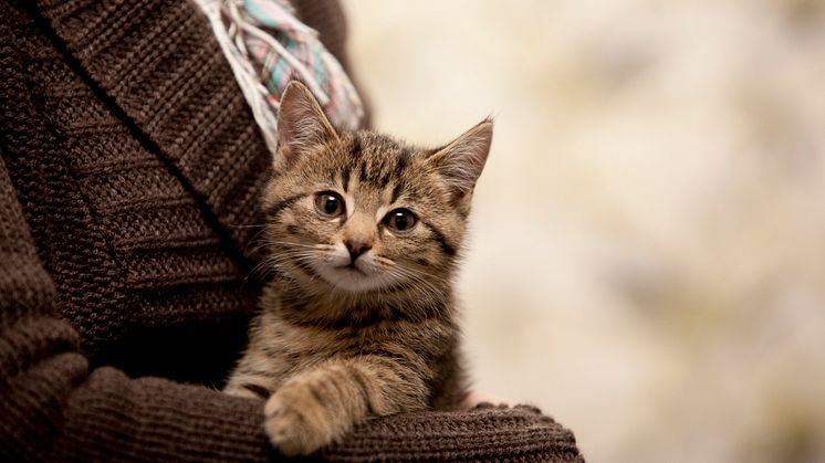 Kattunge i knä
