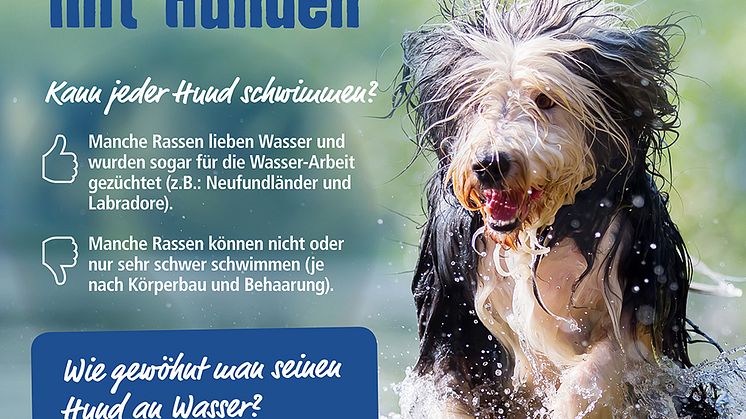 Infografik: Wasserspaß mit Hunden